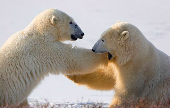 Churchill Canada polar bears - polar bear tours - Natural History experts will explain in depth what you are seeing.