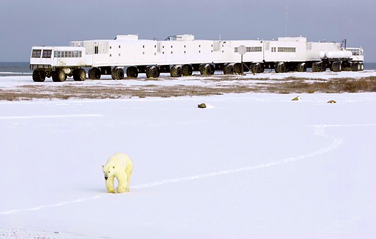 Churchill Canada polar bears - polar bear tours - And you'll live and socialise with fellow enthusiasts on the The Tundra Buggy Lodge.