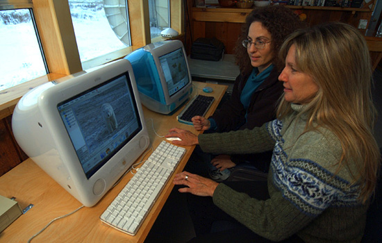 On this safari, you'll learn more about the scientific research being done on the bears.