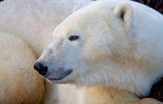 Churchill Canada polar bears - polar bear tours - A beautiful portrait to hang on your wall and tell your friends about.