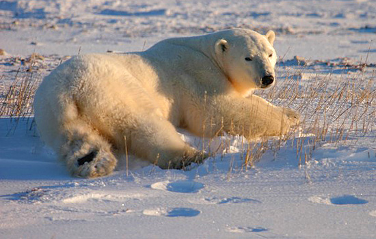 Churchill polar bear tours - And sometimes the bears will be right outside the window of the lodge...