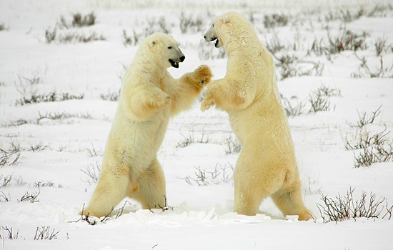 tundra polar bear