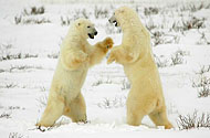 Tundra Buggy Lodge Polar Bear Viewing