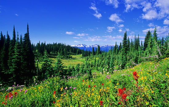 Canadian train - Rocky Mountaineer - Enjoy the beautiful Rocky Mountians