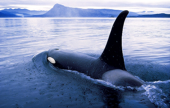 Canadian train - Rocky Mountaineer - Go whale-watching off the coast by Victoria