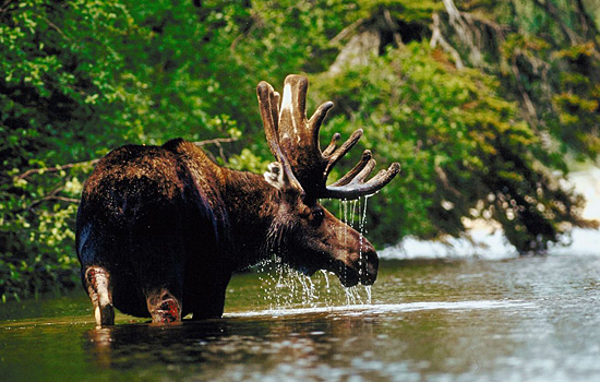 Canada Wildlife Tours